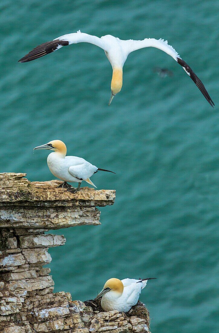 Northern Gannet arriving at cliff colony.