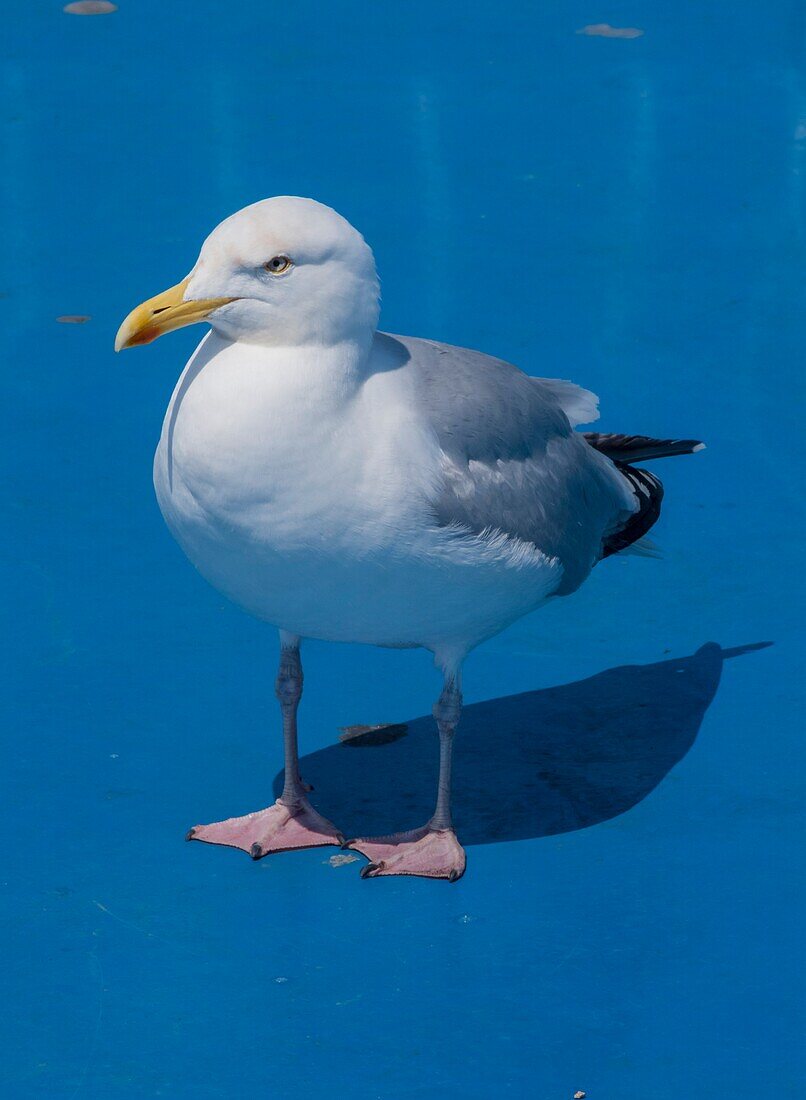 Herring gull riding on a Channel ferry