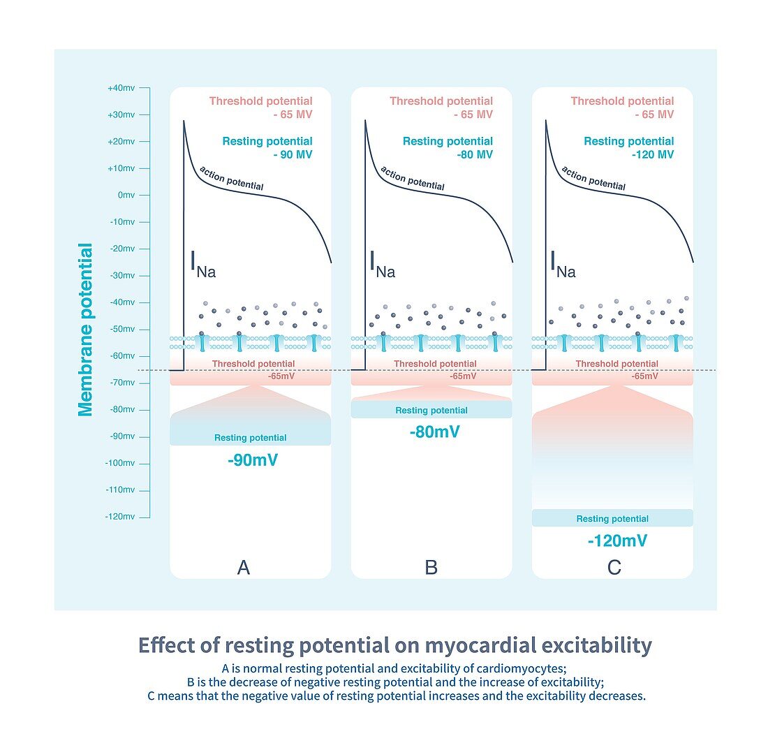 Effect of resting potential on excitability, illustration