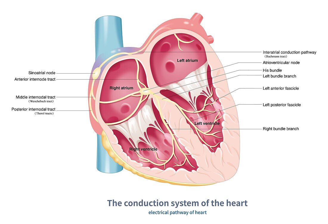 Conduction system of the heart, illustration