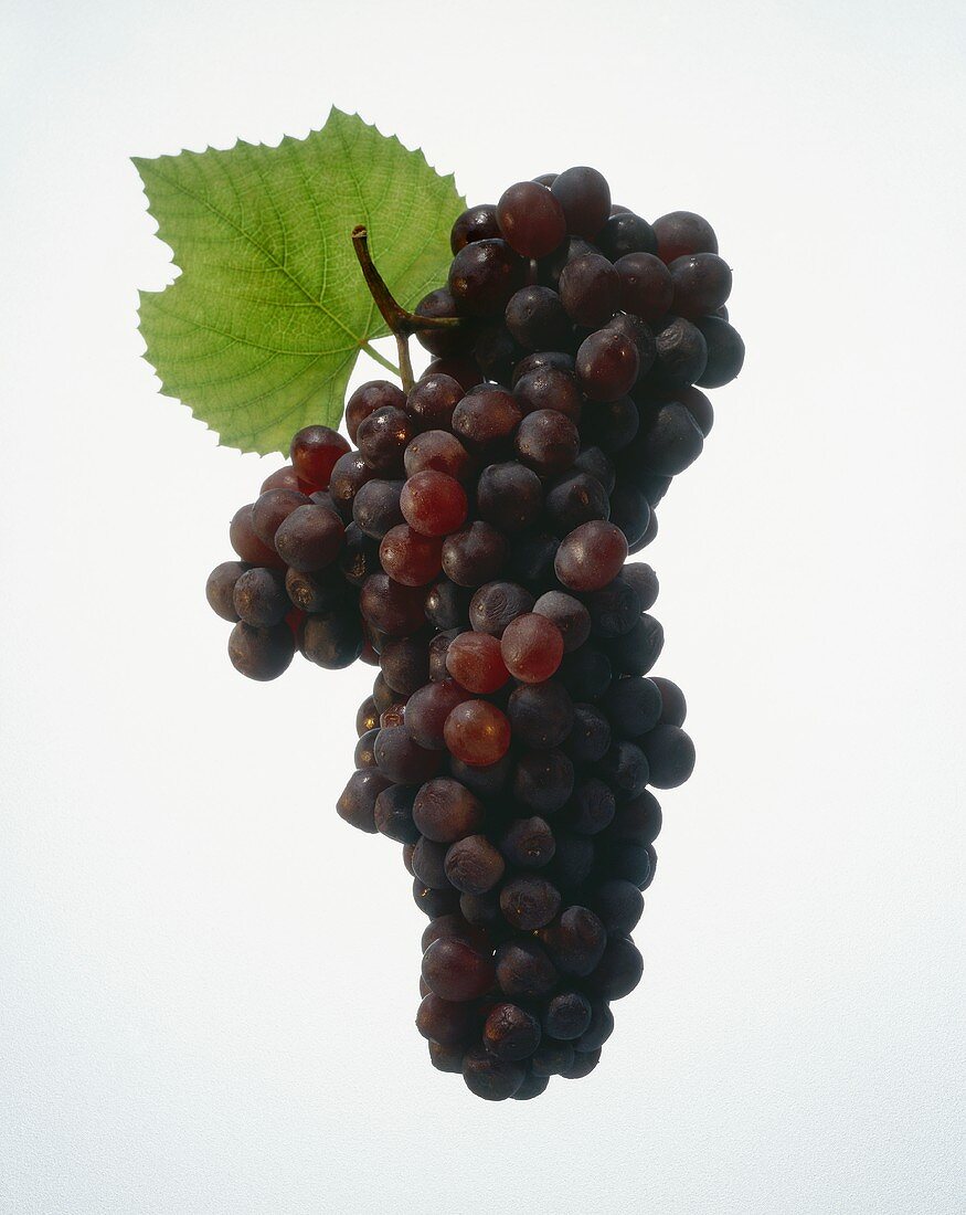 A Cluster of Purple Grapes
