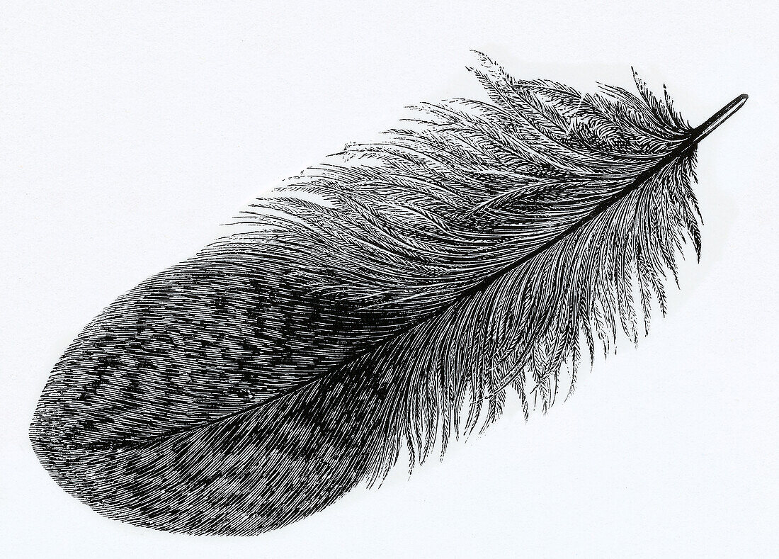 Feather, illustration