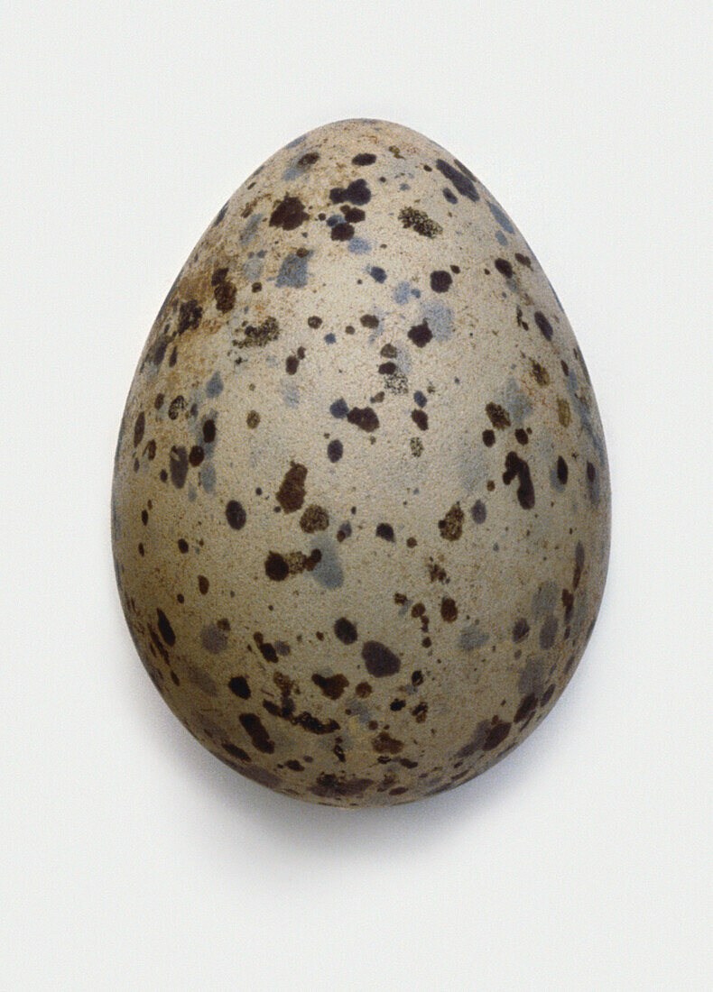 Gull egg