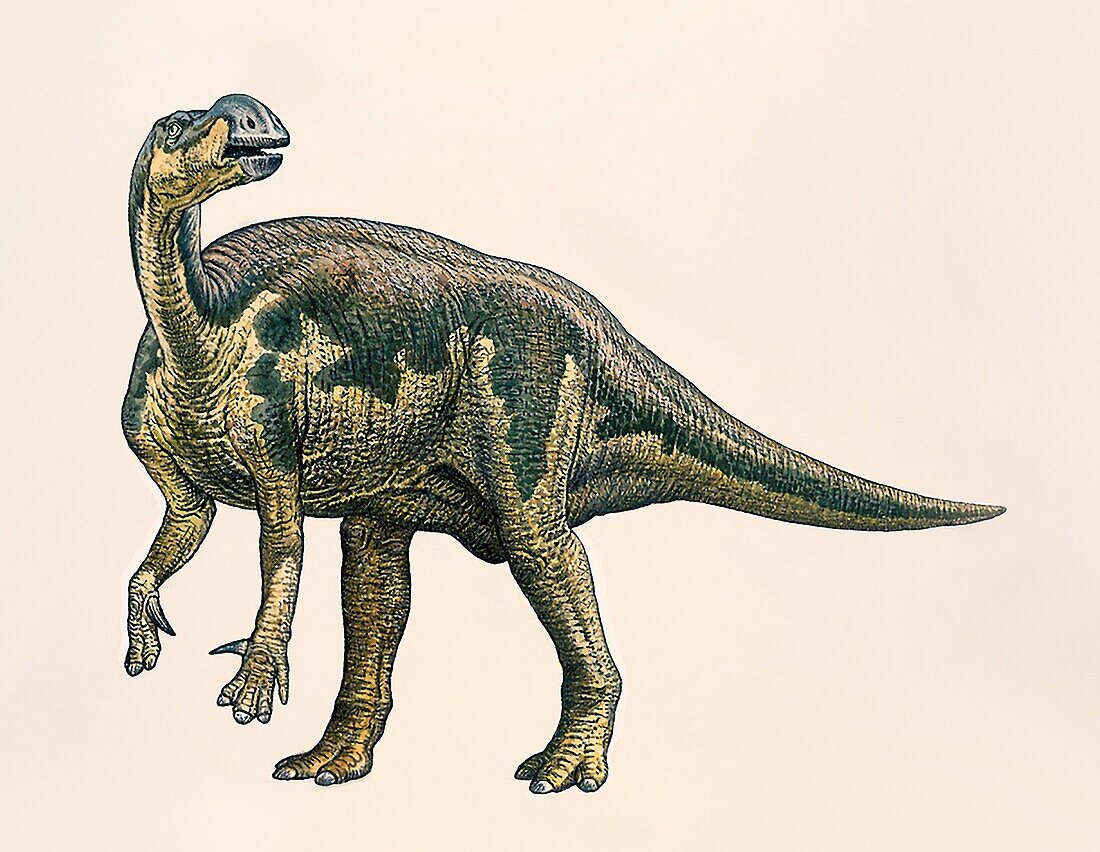 Muttaburrasaurus dinosaur, illustration