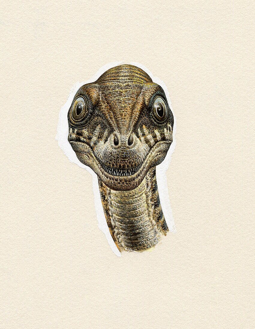 Head of a Troodon dinosaur, illustration