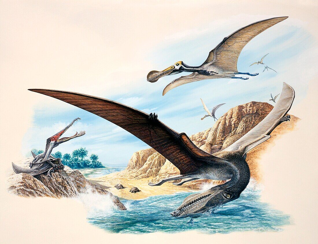 Pterosaur flying reptiles, illustration