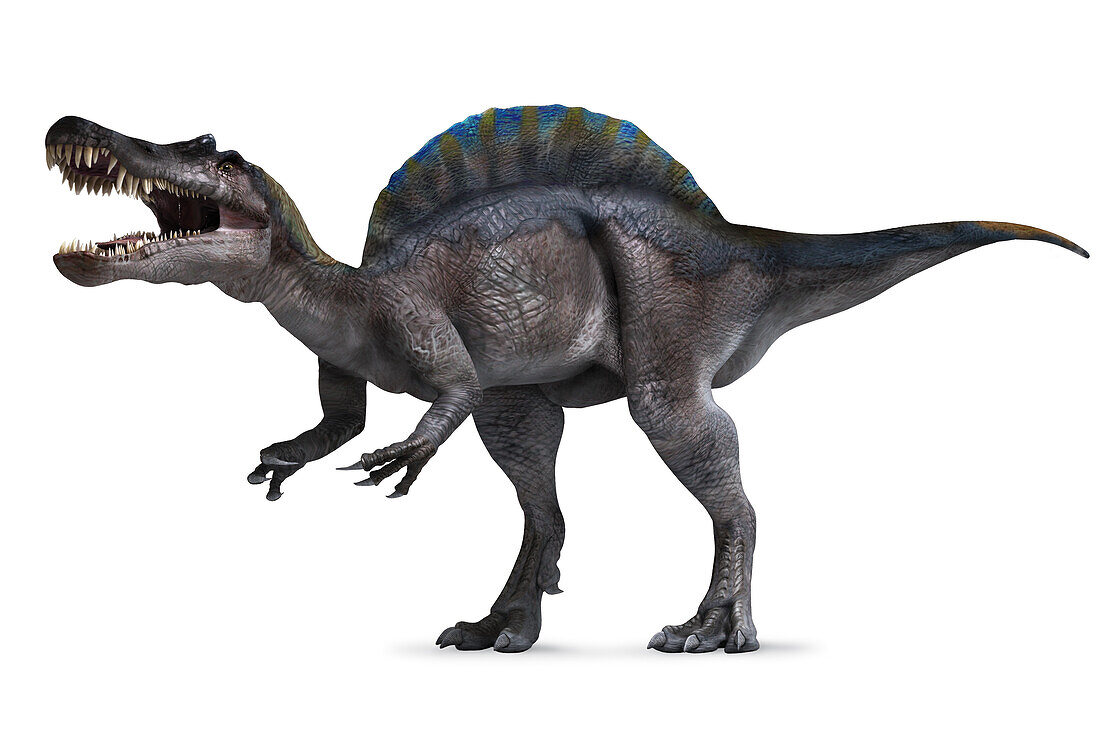 Irritator dinosaur