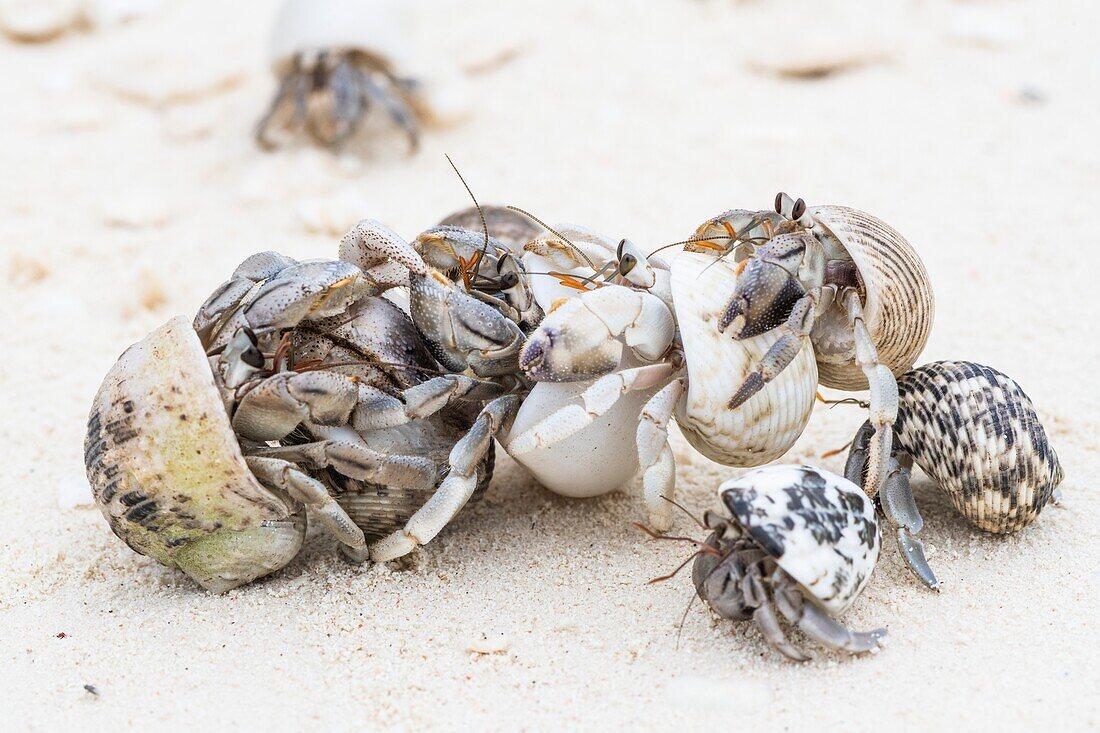 Hermit crab congregation on a beach