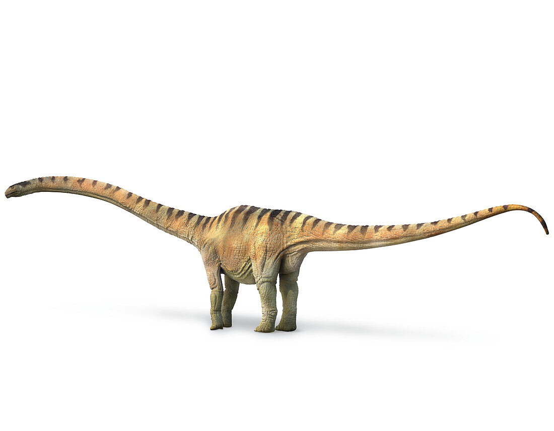 Mamenchisaurus, illustration