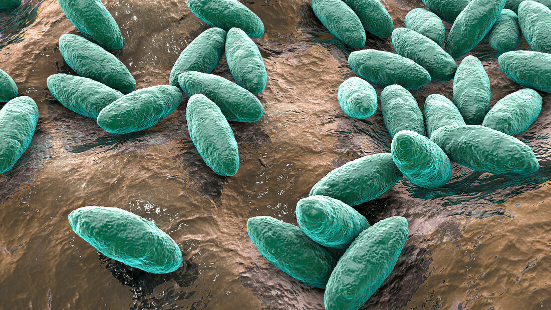 Brucella bacteria, illustration