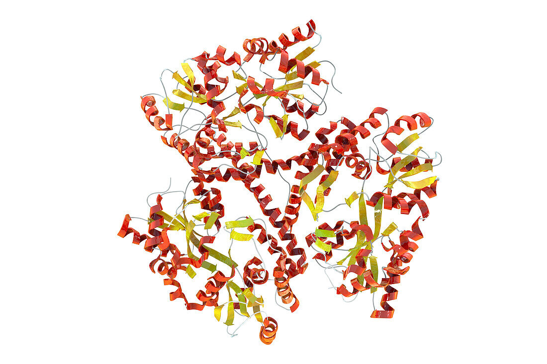 Huntingtin protein, illustration