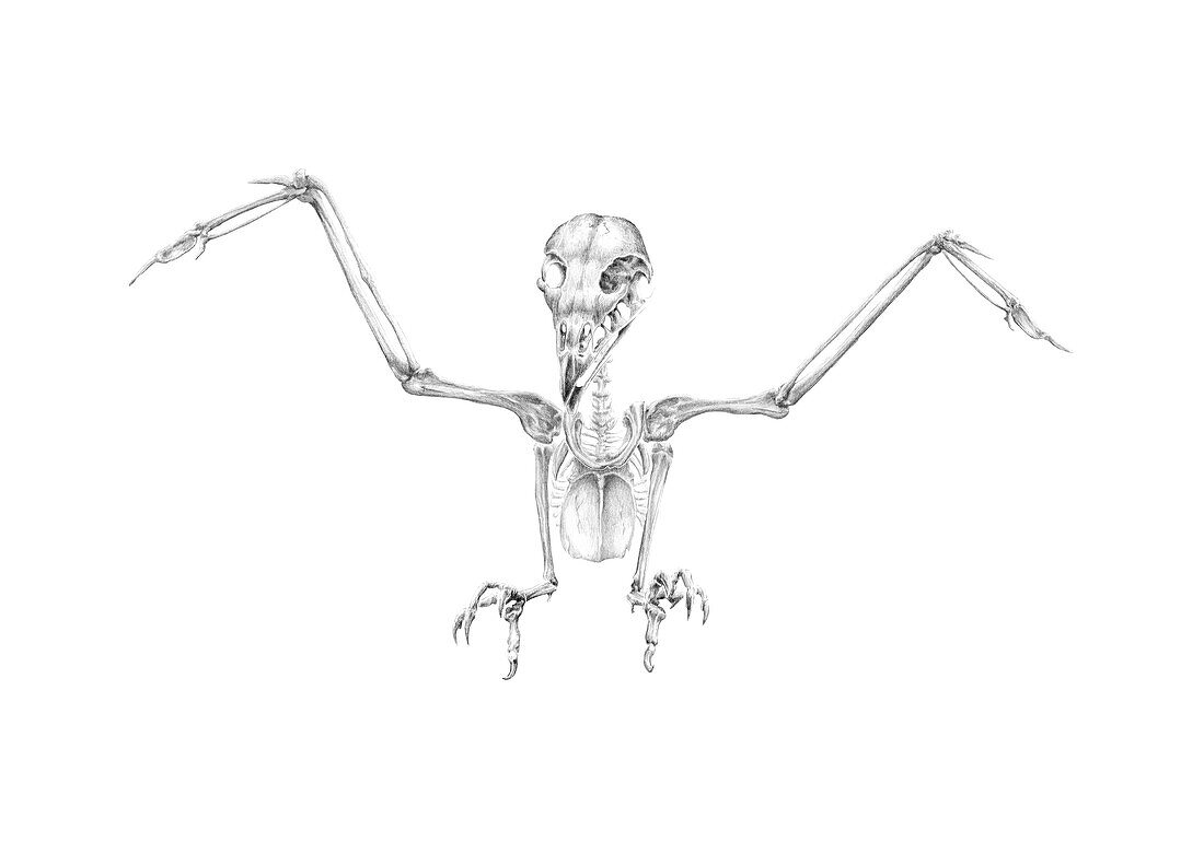 Kite skeleton, illustration