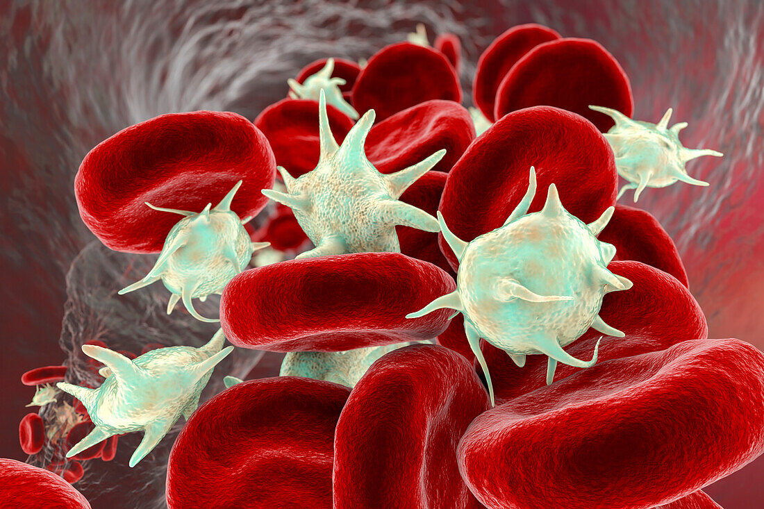 Activated platelets and red blood cells, illustration