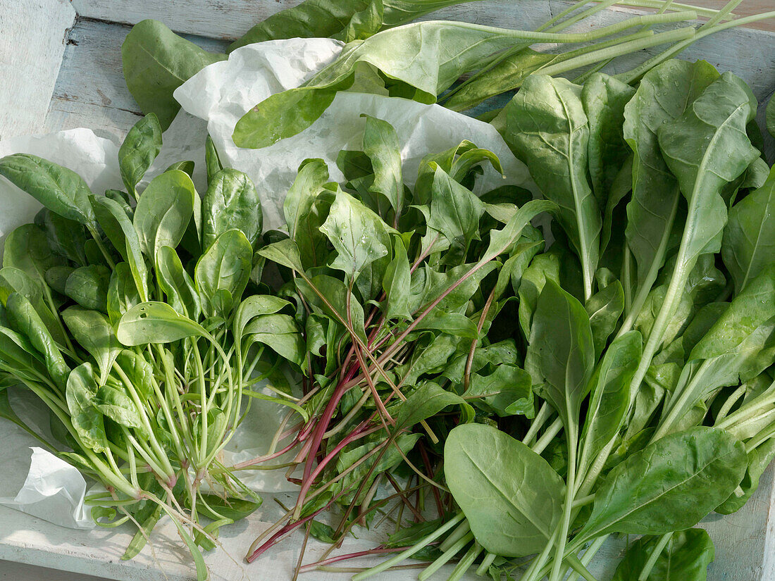 Two kinds of spinach and fresh leaf chard