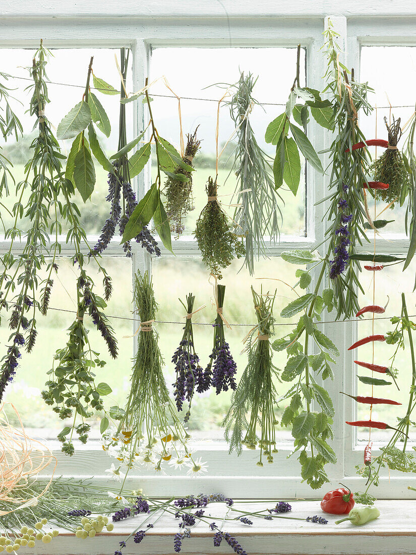 Fresh herbs hung to dry by the window