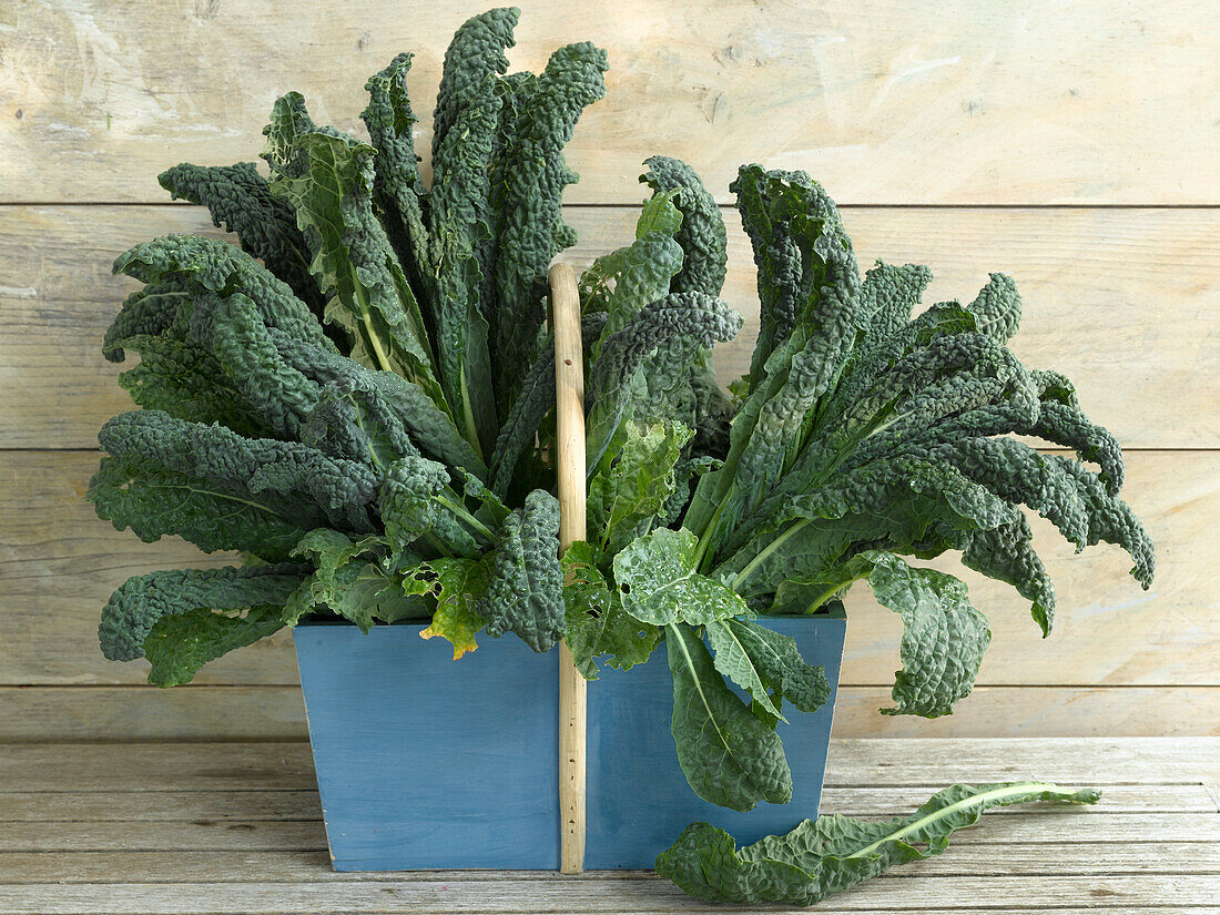 Schwarzkohl (Cavalo Nero)