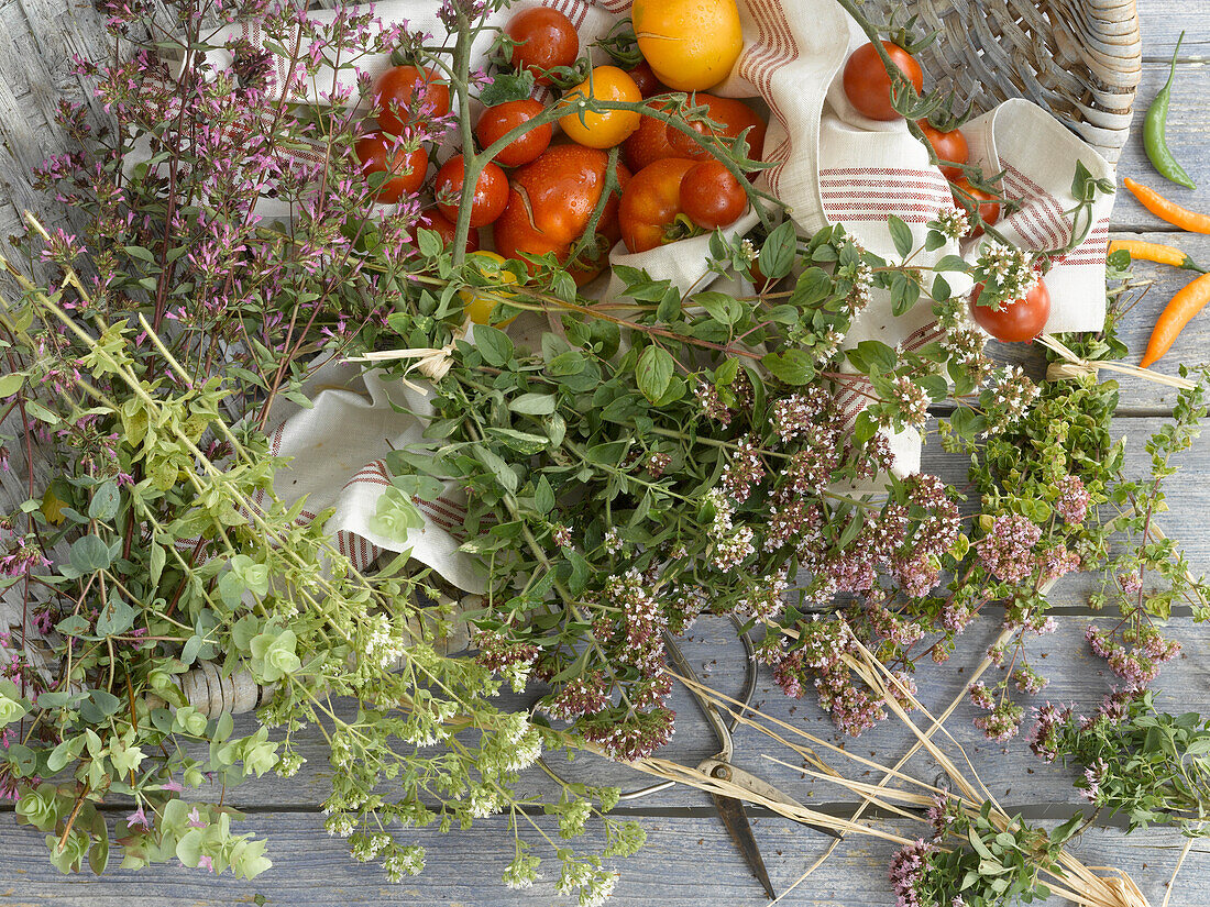 Different kinds of oregano, tomatoes and chillies