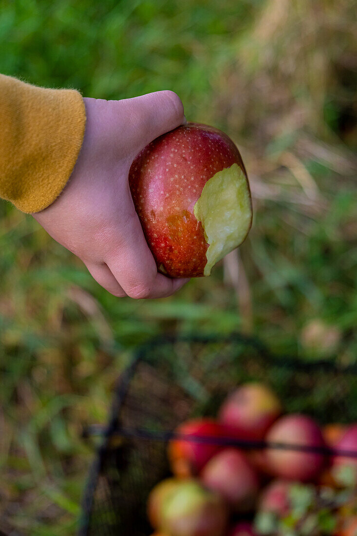 A child's hand holding an apple that has been bitten