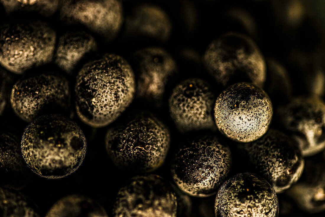 Organic healthy grape close up with water drops