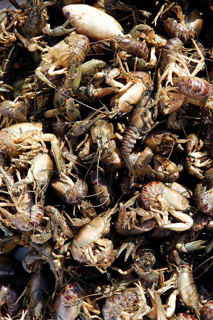 Devil crabs (picture-full)
