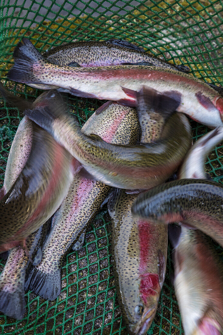 Farmed trout