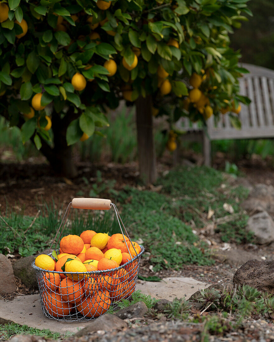 Frisch geerntete Zitrusfrüchte in Drahtkorb unter einem Zitronenbaum