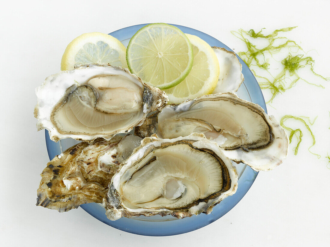 Opened oysters with lemon and lime slices
