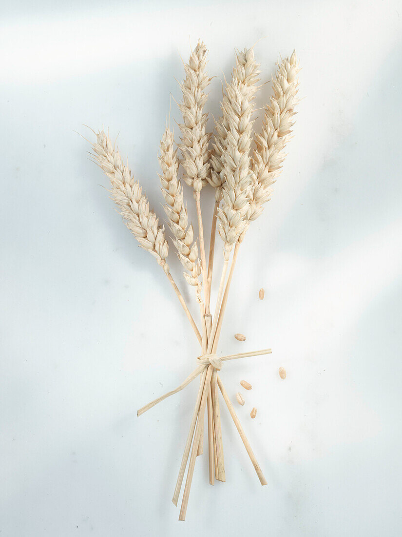 Various ears of grains tied together