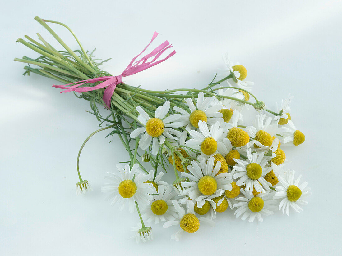 A bouquet of camomile flowers