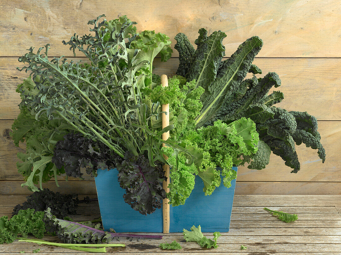 Four different kinds of kale