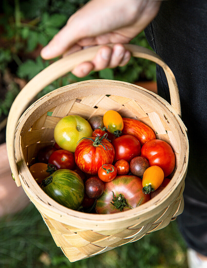 Hand hält Korb mit frisch geernteten Tomaten