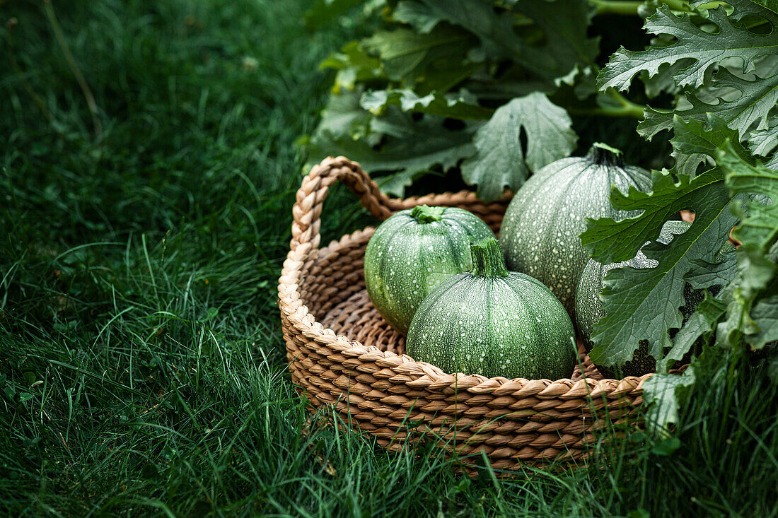 Korb mit runden Zucchini im Garten