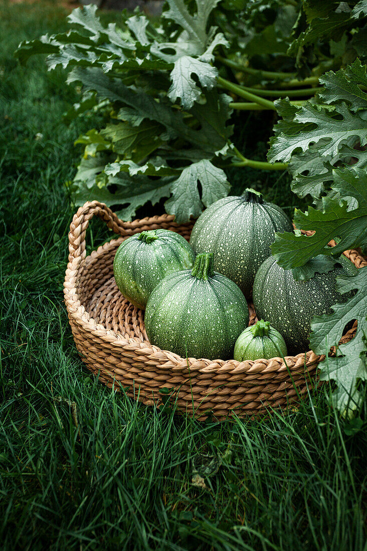 Korb mit runden Zucchini im Garten