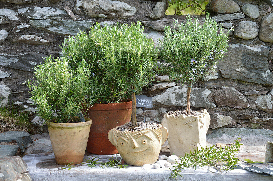 Rosemary in four planters
