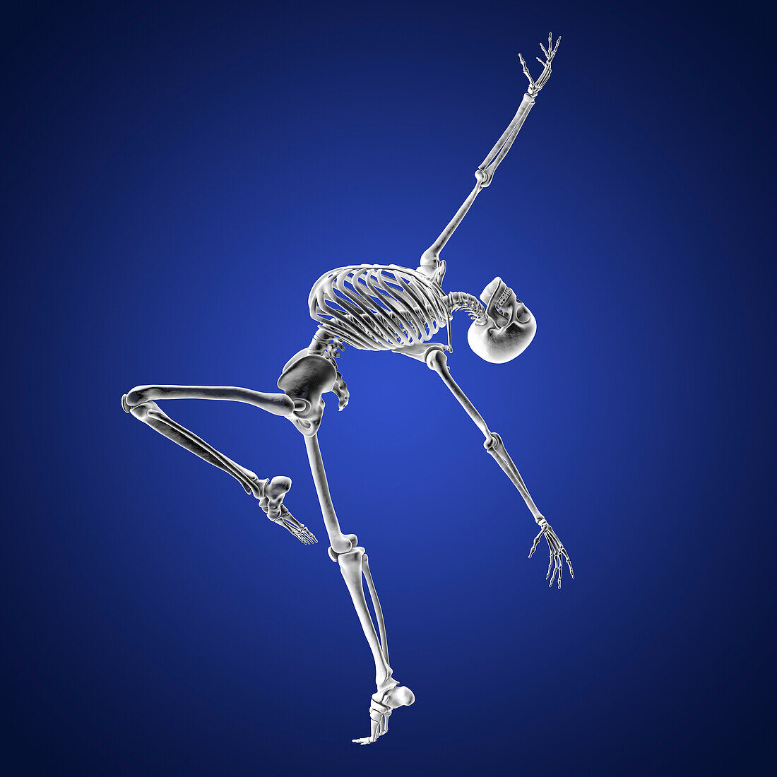 Anatomy of a dancer, illustration