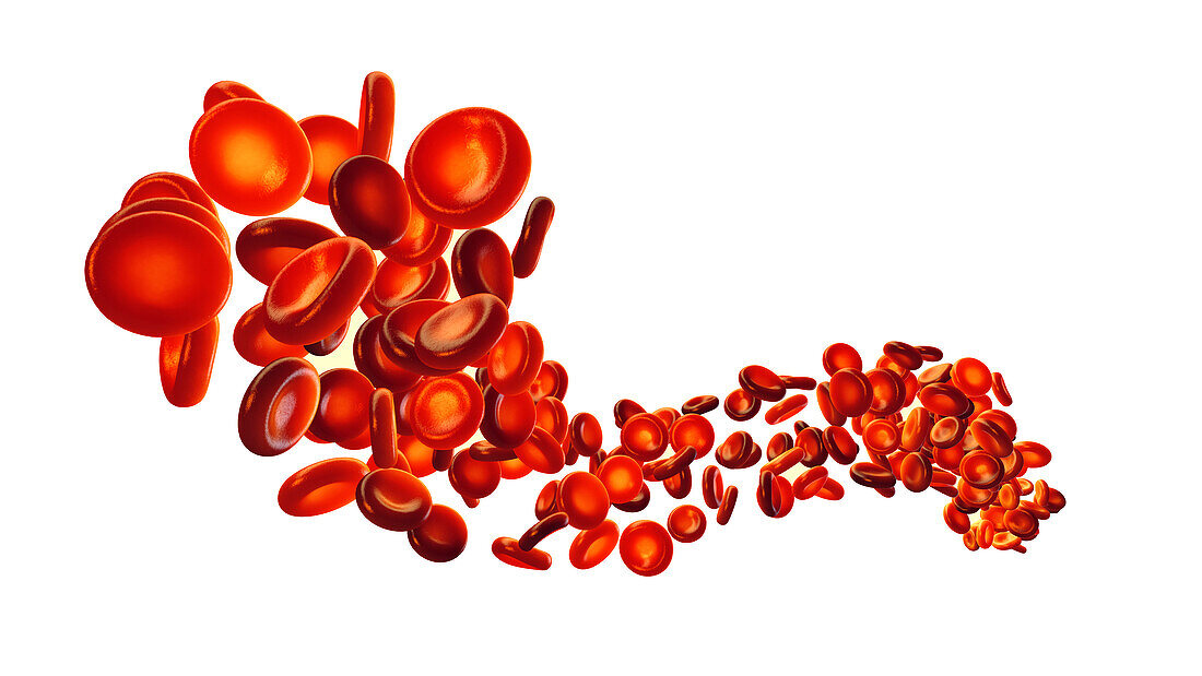 Red blood cells, illustration