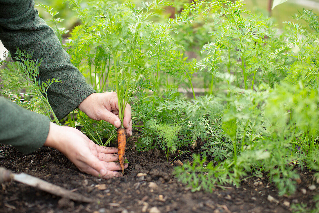 Man harvesting baby carrot in vegetable garden