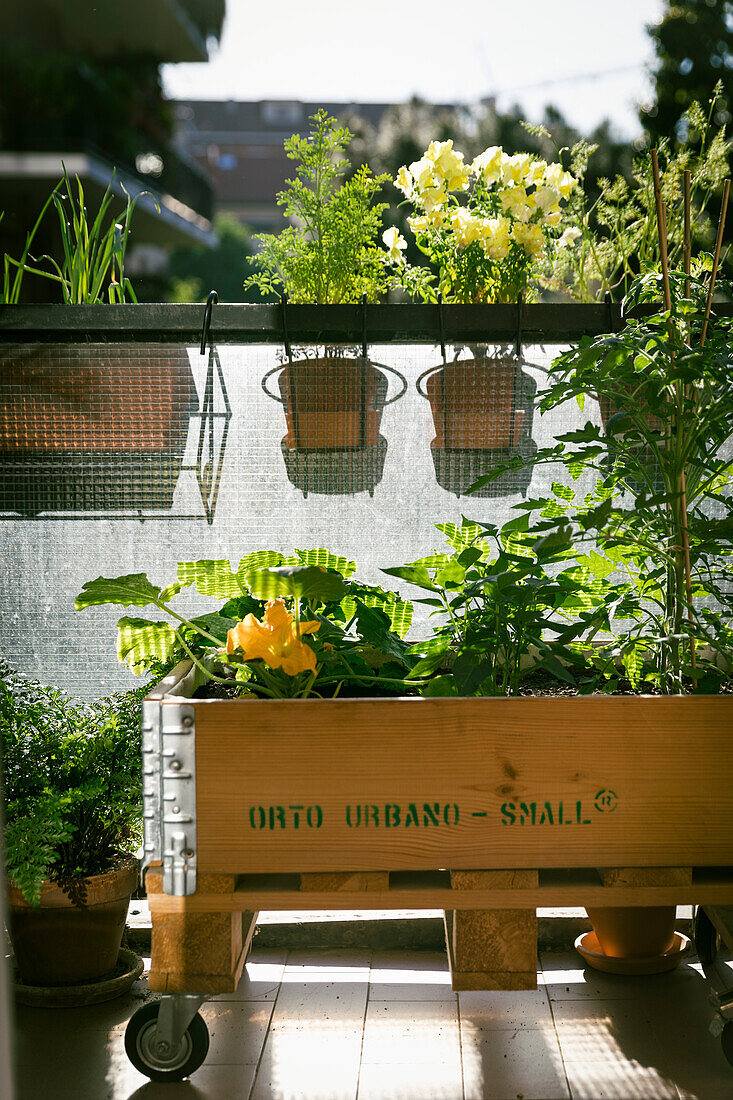 Vegetable plants in wooden box on wheels on balcony