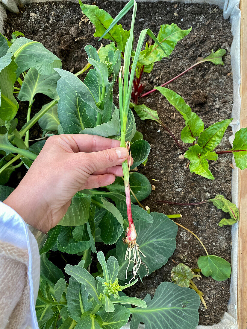 Spring onions and other vegetables growing in planter made from wooden box