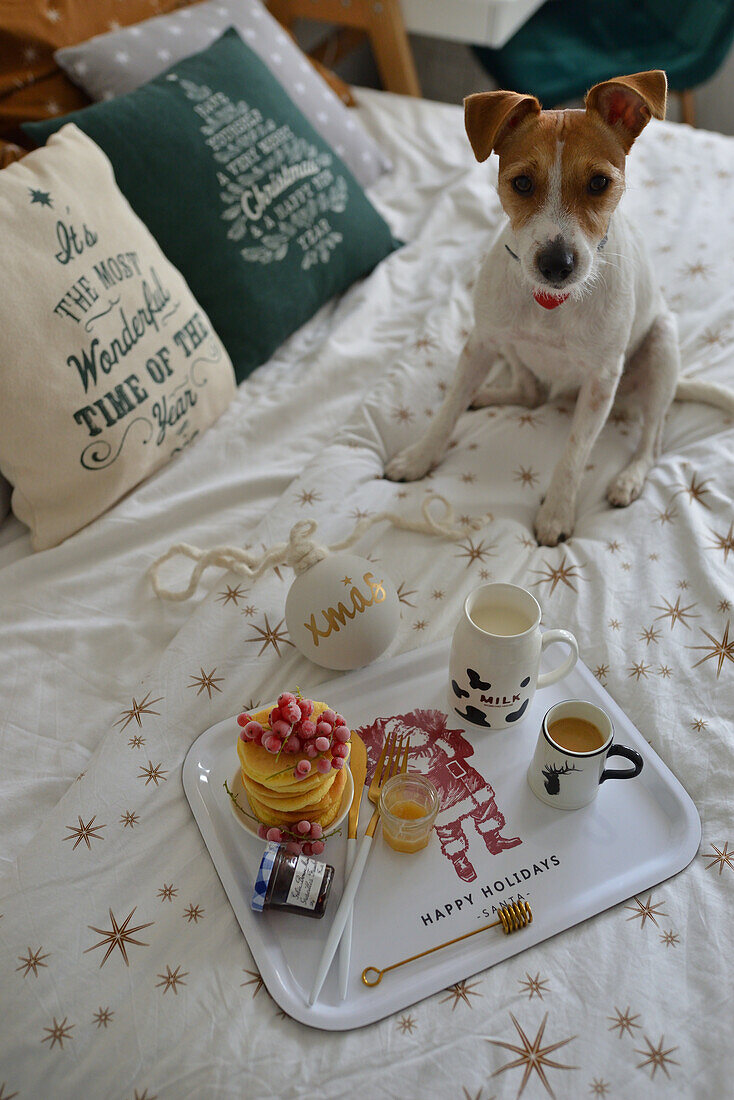 A small dog and a Christmas breakfast with pancakes on the bed