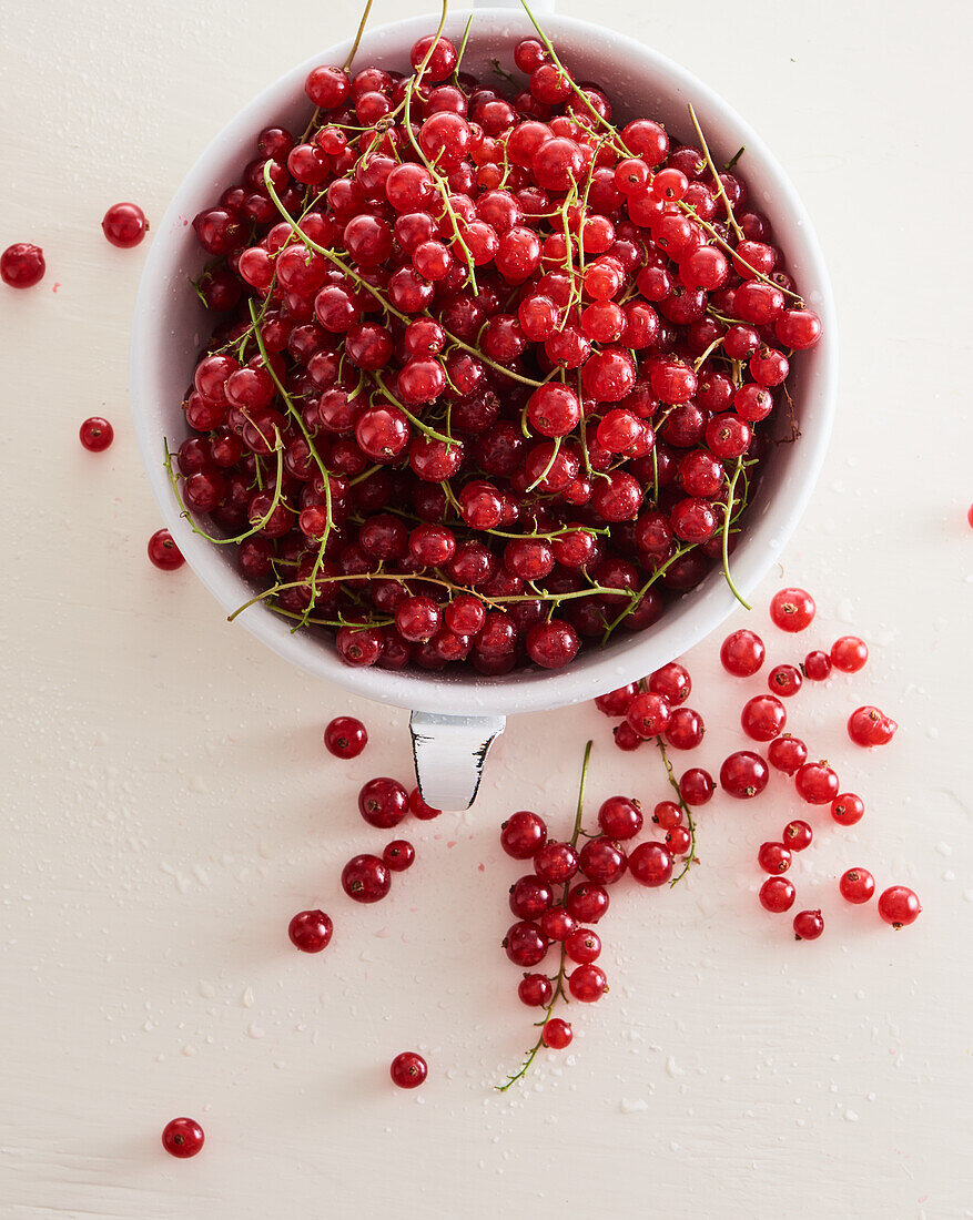 Red currants in a pot