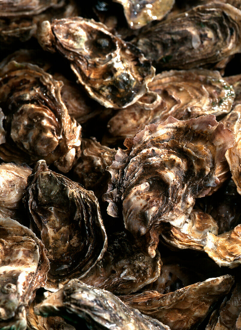 Fresh oysters (full picture)