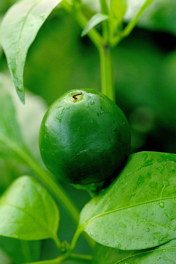 Grüne runde Chilischote an der Pflanze