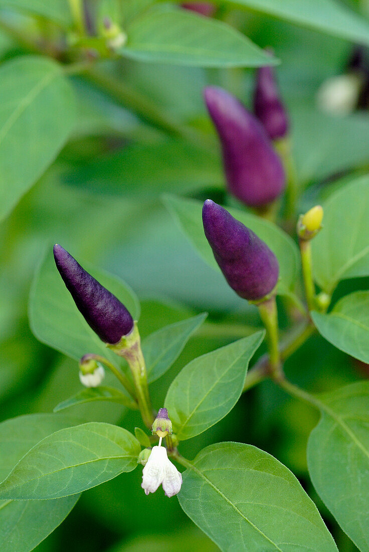 Violette Chilischoten an der Pflanze