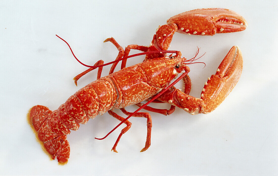 A lobster on a light background