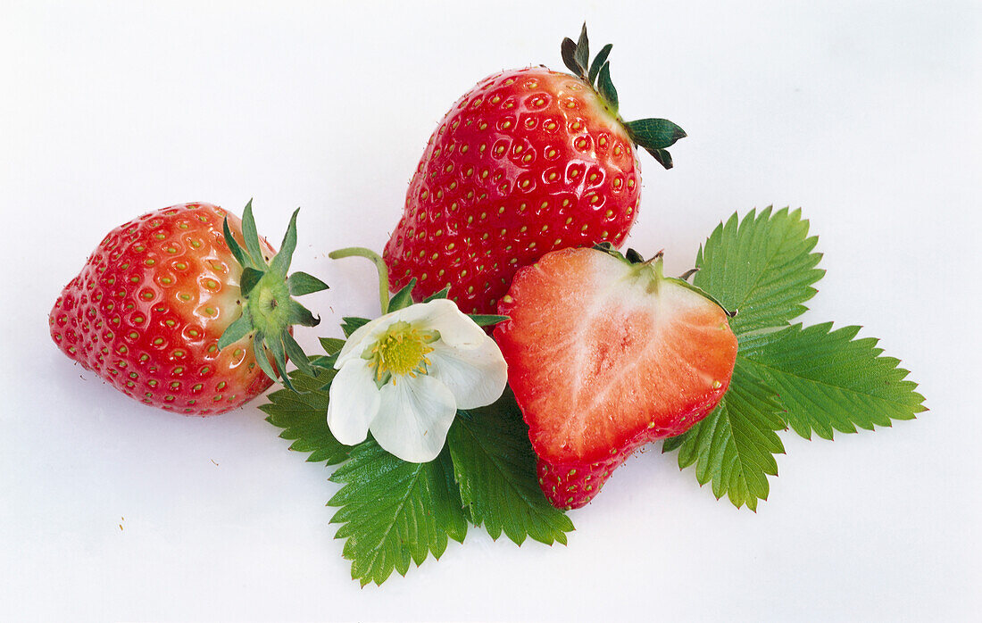 Erdbeeren, Erdbeerblüte und Erdbeerblätter auf weißem Hintergrund