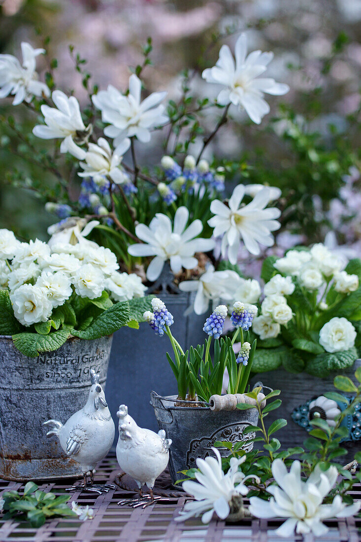 Osterdekoration mit Traubenhyazinthen, gefüllten Primeln und Sternmagnolie