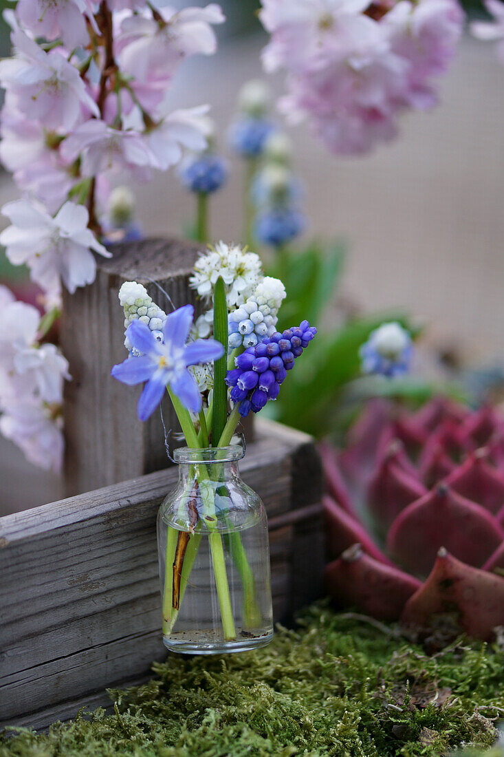 Posy of grape hyacinths and snowdrops