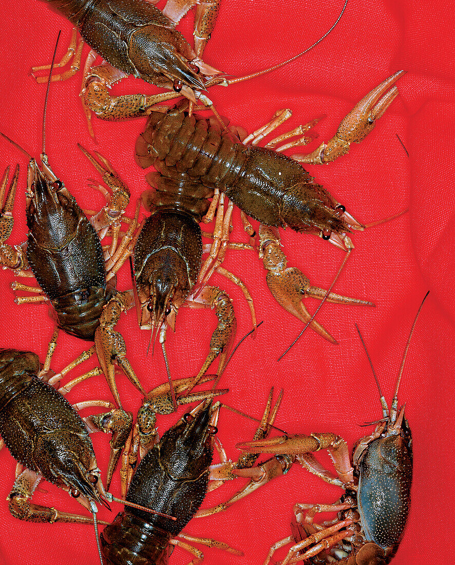 crayfish