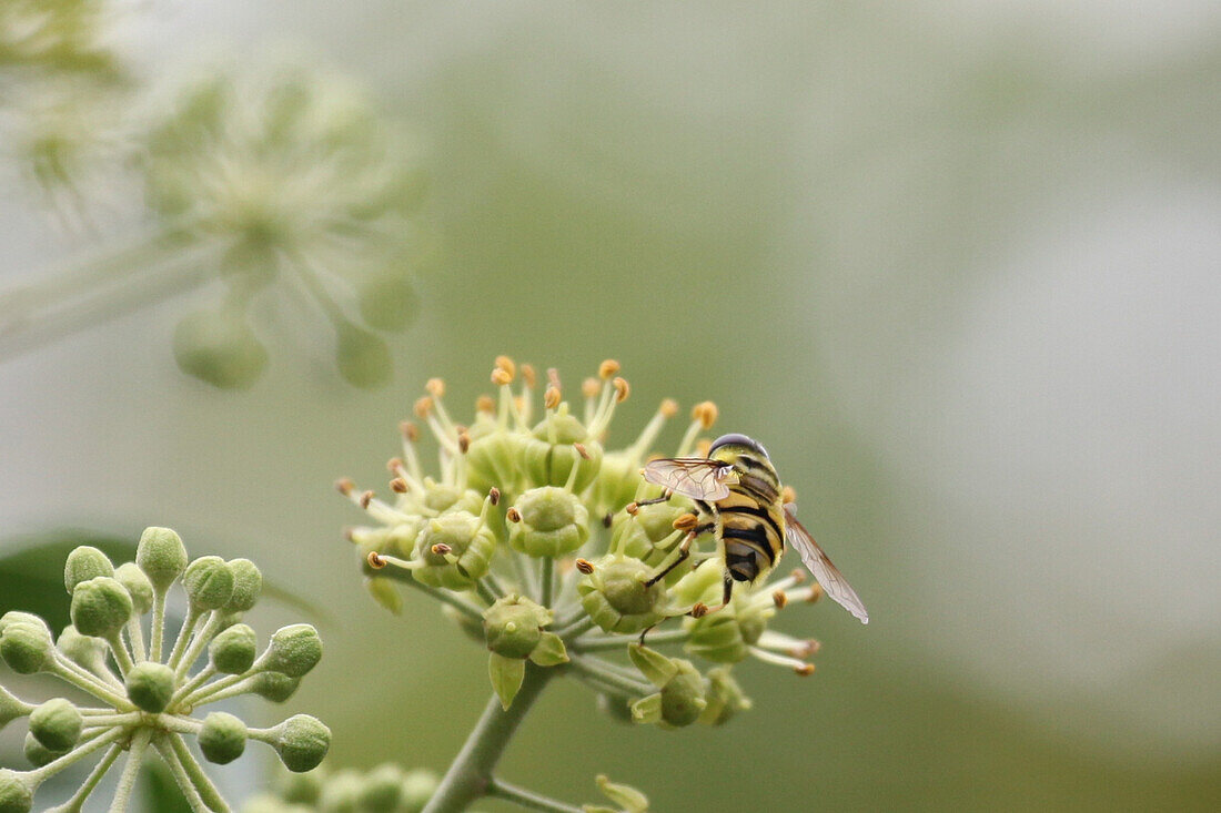 Schwebfliege an Efeublüte